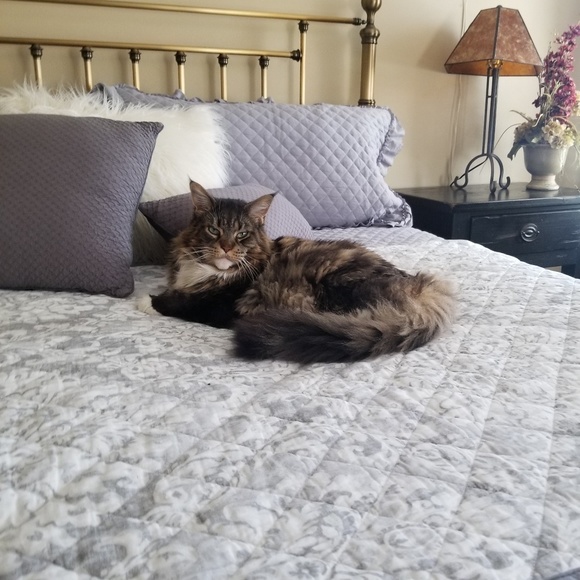 Meet your Posher, Jodie - Picture 1 of 1